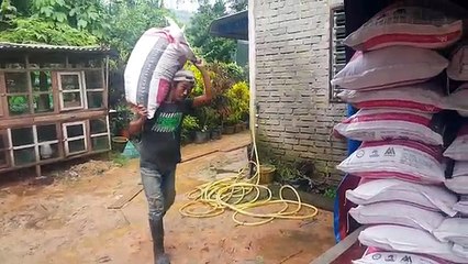 Penghantaran Makanan Ayam : Dedak Warisan Ayam Kampung di Terengganu