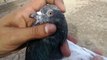 How to check pigeons quality and specifications - FEROZPURI PIGEONS, TEDDY PIGEONS
