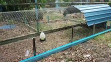 Reban ayam kampung [Reban Tunnel Unik]