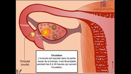 Les étapes de la fécondation chez l'homme (Animation)