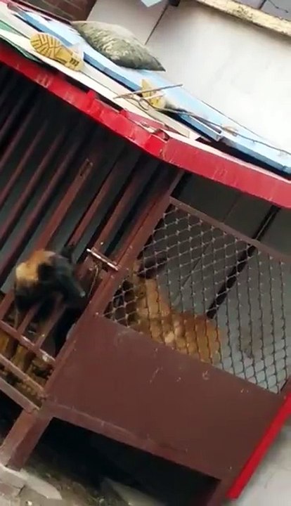 Master escape dogs