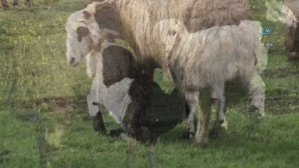 Muş’ta koyun ve kuzuların buluşması renkli görüntülere sahne oldu