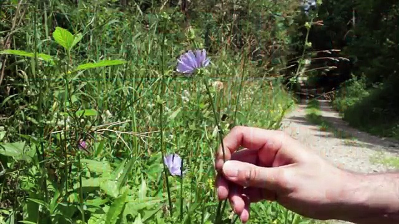 Chicory - Wild Edibles Series