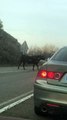 Una vaca brava desata el pánico en la carretera de Arguedas: así ha embestido contra los coches