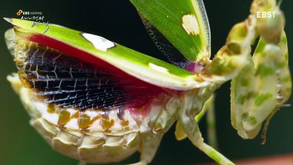 EBS 다큐프라임 - Docuprime_생명의 전략 번식- [살아남은 것들의 도전]_#001