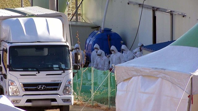 음성 오리농장서 AI 또 검출...충북에 이동중지 명령 / YTN