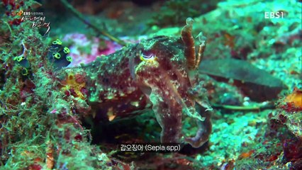 EBS 다큐프라임 - Docuprime_생명의 전략 번식- [살아남은 것들의 도전]_#002