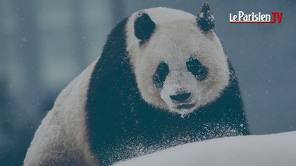 50% des espèces pourraient disparaître d’ici 2080