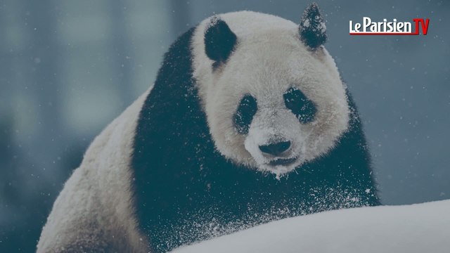 50% des espèces pourraient disparaître d’ici 2080