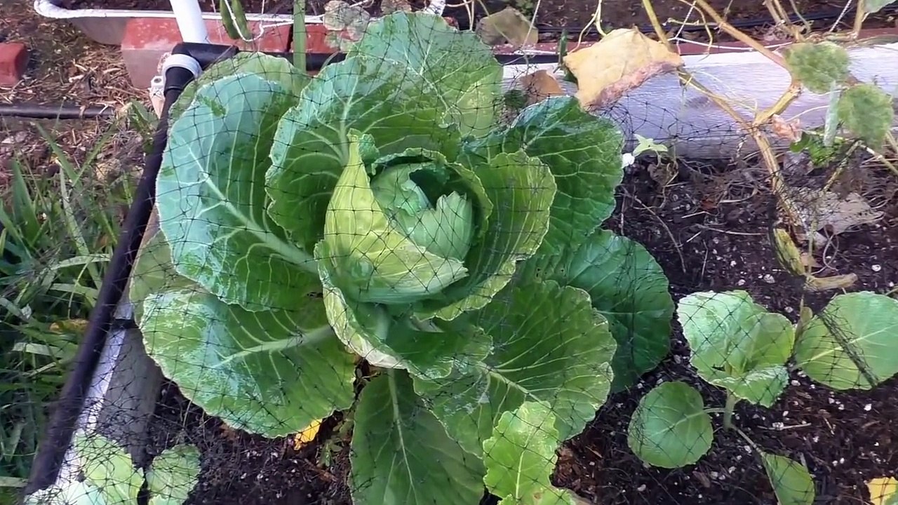Growing Cabbage - Tips & Harvest