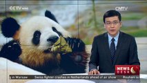 Pandas get zongzi treat for Dragon Boat Festival