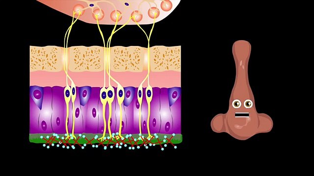 Human Body Systems for Kids/Human Anatomy for kids/Human Anatomy Systems for kids