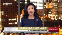 Golden Snub-Nosed Monkey: Jin Bao celebrates first birthday