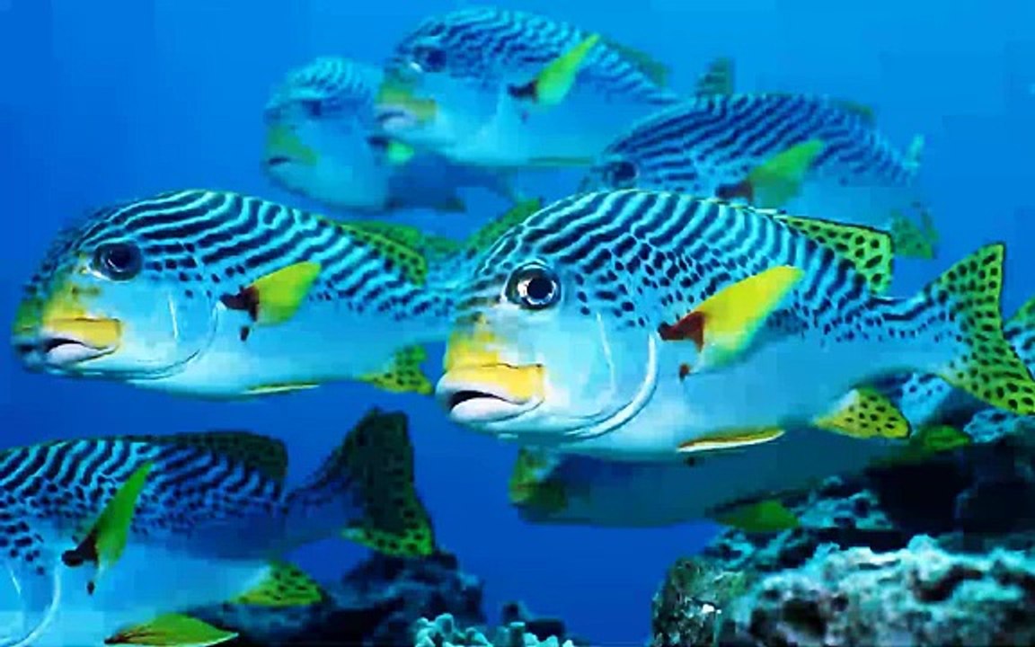 Alan Watts - Wu Wei ? ! (Do What You Do as if You Didnt Even Know How!!)