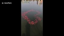How romantic! Carp fish form heart shape on White Day