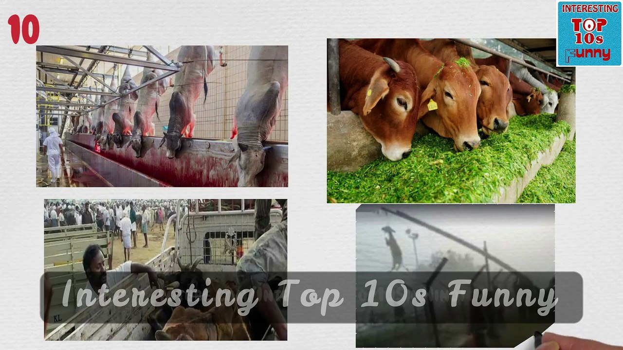 What happen if cow declared as National animal؟ क्या होगा अगर गाय को राष्ट्रिय प्राणी बनाया जाये तो؟