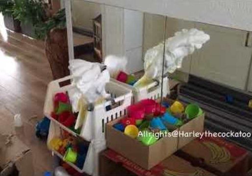 Ambitious Cockatoo Kickstarts Musical Career With Plastic Cup