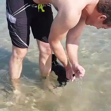 Un chat noire mignon découvre la mer pour la première fois !