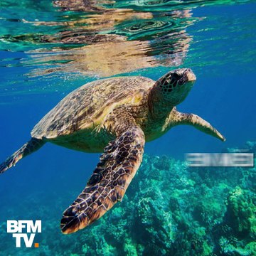 Ces animaux menacés de disparition d'ici 2080