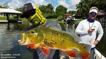 EPIC LAKE IDA SLAM!!! Catching Clownknife fish, Largemouth, Peacock Bass