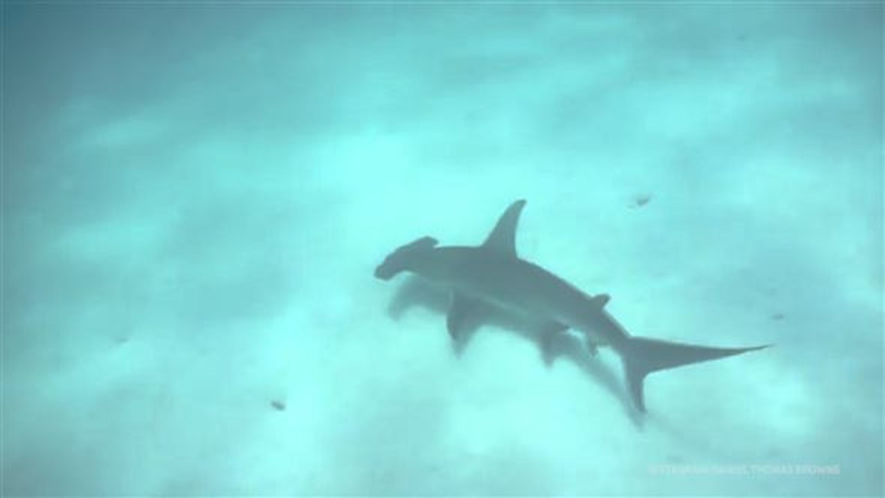 Der Hype um den Hai: Doch nicht so gefährlich?