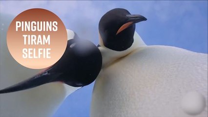 Pinguins tiram selfie na Antártida