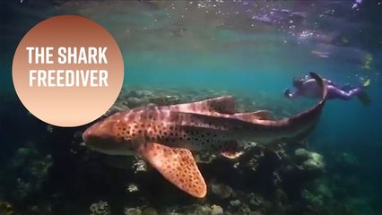 What this freediver's shark swims really mean