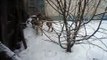 Tosa Inu (Japanese Mastiff) resists the Bordeaux Doga and Malamute fighting and sled dogs