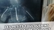 Toulouse: 450 enfants font soigner leurs doudous à l'Hôpital des nounours
