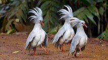 Kagu - Loài chim có cánh nhưng không biết bay - Chim non chiến đấu bảo vệ lãnh thổ của bố mẹ