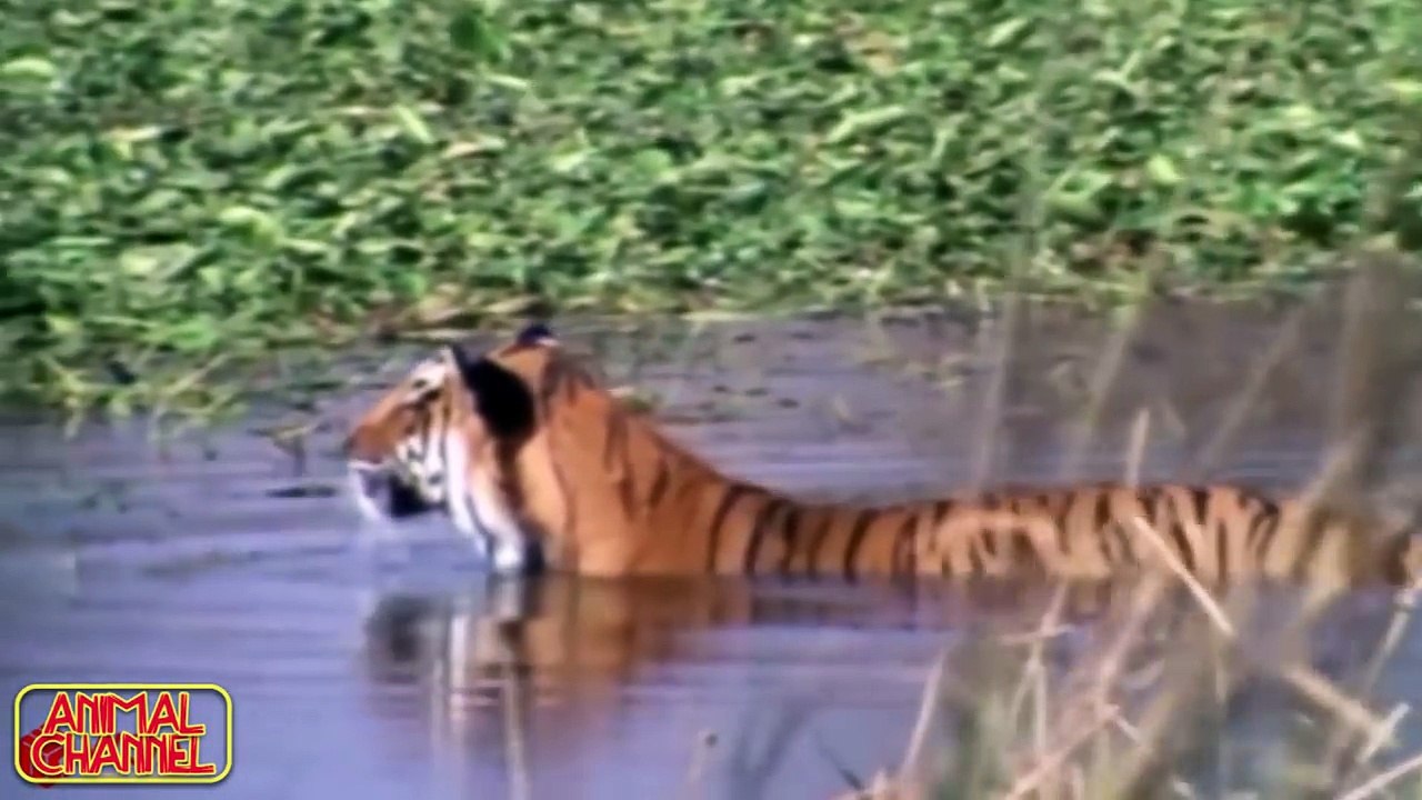 POWER Of The TIGER the Strongest Big Cat in the World