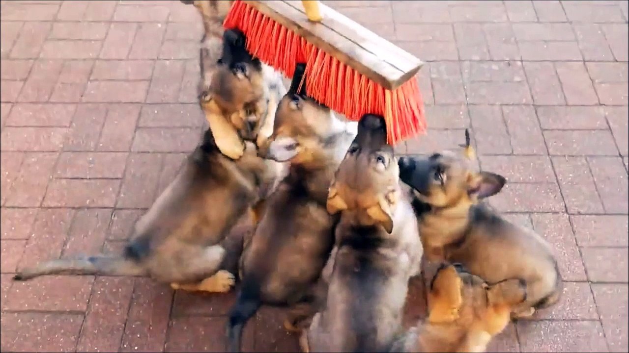 8 chiots complètement fou à cause d'un balai... trop mignon