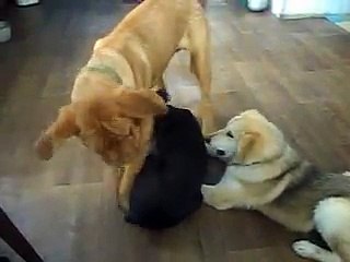 French Mastiff VS Alaskan Malamute VS Doberman