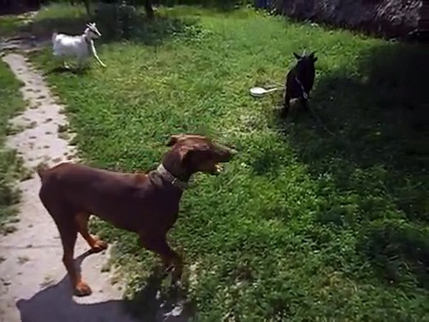 ⁣Doberman scared and ran away from Cameroon goats mini goats VS Doberman Pincher