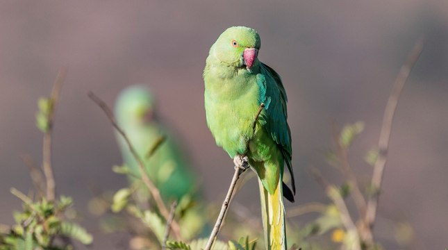 Les perruches à collier envahissent les Pays-Bas