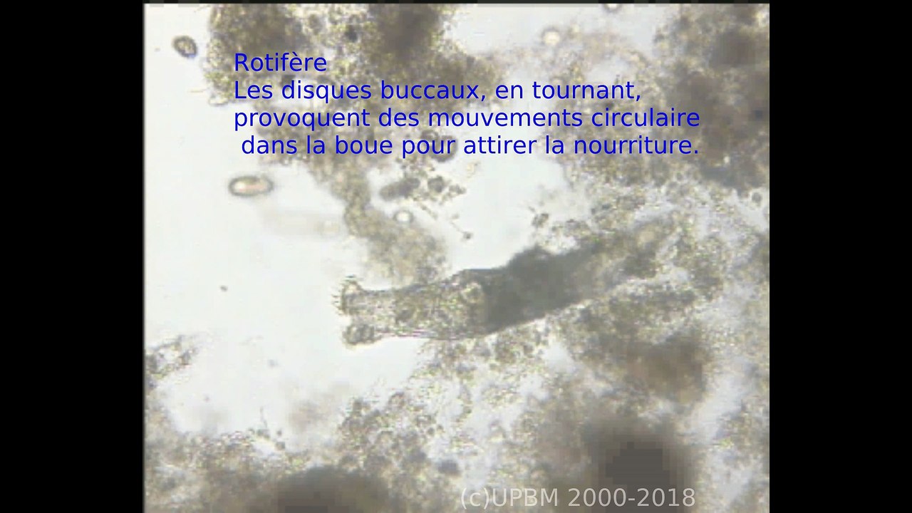 Rotifère