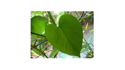 Money Plant ka name "MONEY PLANT" kaise para.