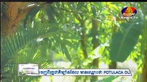 Bayon TV រឿង នាងចេកអាំង Part 28