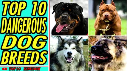 TOP 10 Most Dangerous Dog Breeds