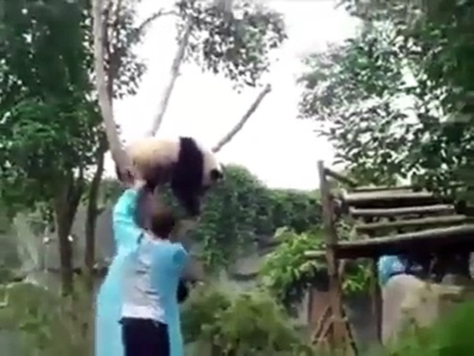 Sweet Panda