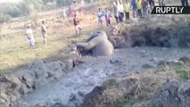 عملية إنقاذ فيل من الموت المحتم