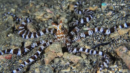 Amazing Wunderpus Octopus