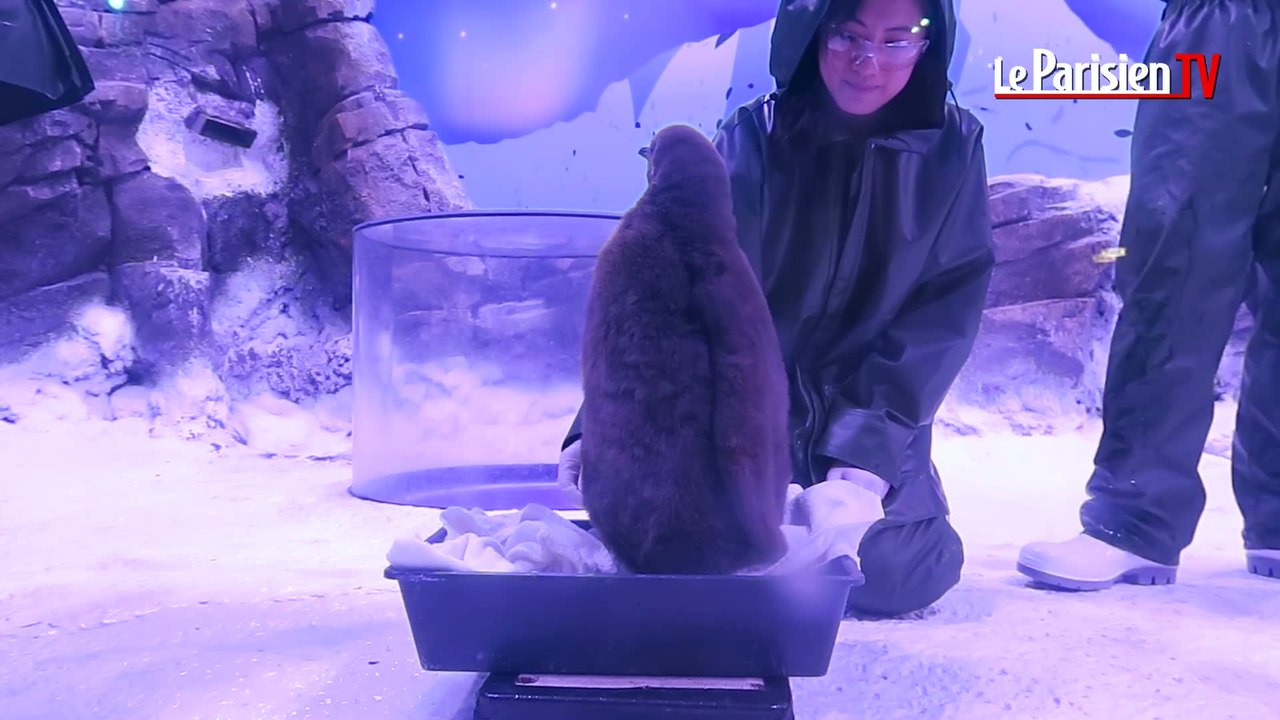 Découvrez le bébé manchot royal de Sea Life
