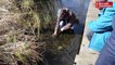 VIDEO. A Valencisse, les grenouilles traversent sans crainte