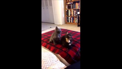 Kitten Dancing