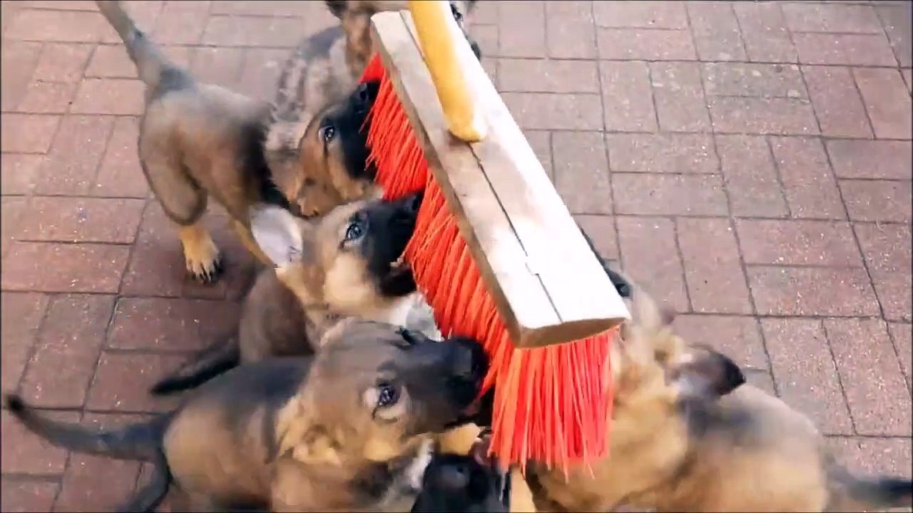 Ces chiots s'éclatent en jouant avec ce balai