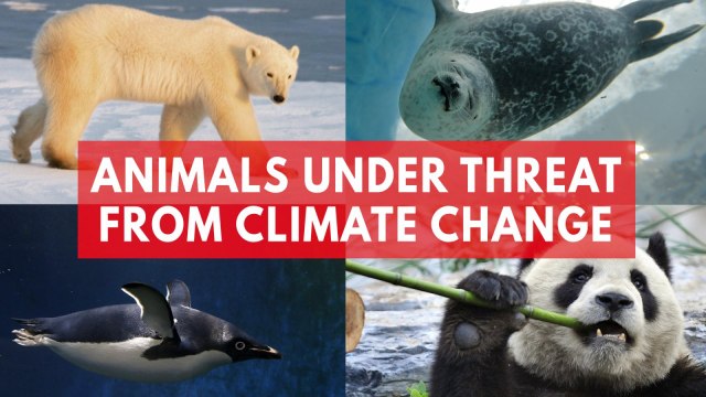 Animals under threat from climate change