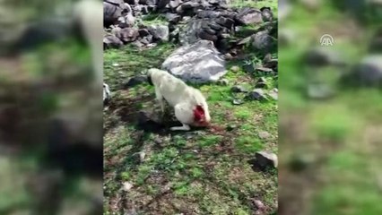 Köpeği av tüfeğiyle yaraladığı iddiası - ŞANLIURFA