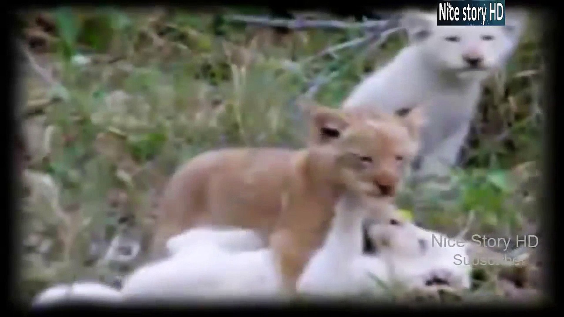⁣Animal Planet - The White Lion सफेद शेर