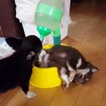 Pupper Water Bowl Bed